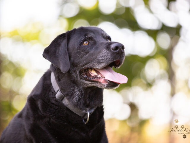 Warum Fehler im Hundetraining okay sind: Lernchancen für dich und deinen Hund