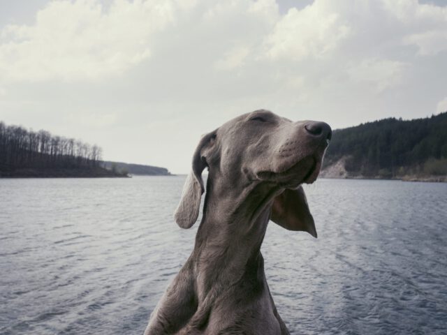 Selbstreflexion im Hundetraining: Wie dein Mindset das Training beeinflusst
