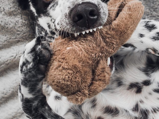 Die richtigen Erwartungen an das Hundetraining setzen: Realistisch, geduldig und positiv bleiben